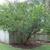 growth habit