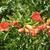 'Nana' flowers