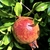 Fruit - September - Warren Co., NC