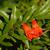 'Nanum' Flower and Leaf