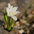 Strappy leaves & white flowers. Petals with blue median stripe.