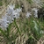 Strappy leaves & white flowers. Petals with blue median stripe.