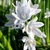 Strappy leaves & white flowers. Petals with blue median stripe.