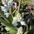 Strappy leaves & white flowers. Petals with blue median stripe.