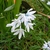 Strappy leaves & white flowers. Petals with blue median stripe.