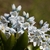 Strappy leaves & white flowers. Petals with blue median stripe.