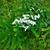 silver leaves and blooms, summer, McDowell County, NC