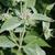Pycnanthemum incanum