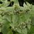 Pycnantheumum muticum