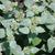 Pycnanthemum muticum