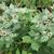 Pycnanthemum muticum