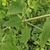 Stem with widely spaced leaves