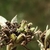 Brown oval nutlets formin