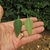 Front and back of leaf
