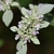 Small flowers surrounded by whitish leafy bracts