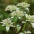 Several clusters of flowers