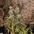 Plant in bloom