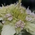 Flower detail