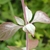 Stem and leaf attachment