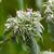 Pycnanthemum incanum