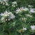 Flowers and foliage