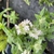 Pycnanthemum pilosum