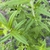 Pycnanthemum pilosum
