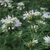 Pycnanthemum pilosum