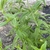 Stem and leaves