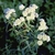 Compact, rounded terminal clusters of white unopened buds