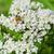 Pycnanthemum tenuifolium