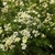 Budding flowers