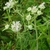Whitish flowers