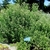 Form of the plant