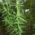 P. virginianum leaves