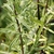 Reddish stems