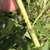 Green stem with hairs