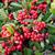 Pyracantha coccinea