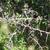 Pyracantha koidzumii
