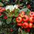 Pyracantha koidzumii