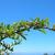 Pyracantha koidzumii 