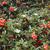 Pyracantha koidzumii