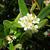 Pyracantha koidzumii