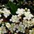 Pyracantha coccinea