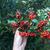 Pyracantha coccinea