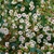 Close-up of the dainty white flowers with a blush pink center