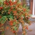 Shrub in a terra cotta pot covered in bright red berries