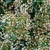 Small sprawling evergreen shrub covered with tiny white flowers