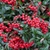 Close-up of the dark green evergreen foliage and red berries.