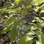 Leafy branches bearing globose green fruits 1.5 in. in diameter